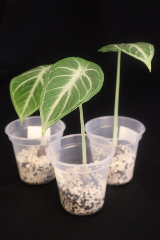 Alocasia reginula 'Ninja' - Grower's Choice