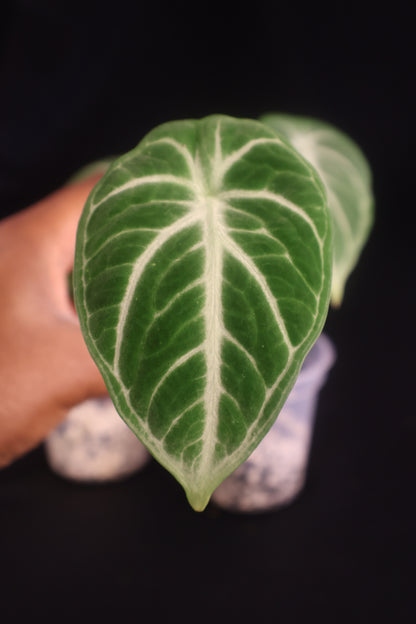 Alocasia reginula 'Ninja' - Grower's Choice
