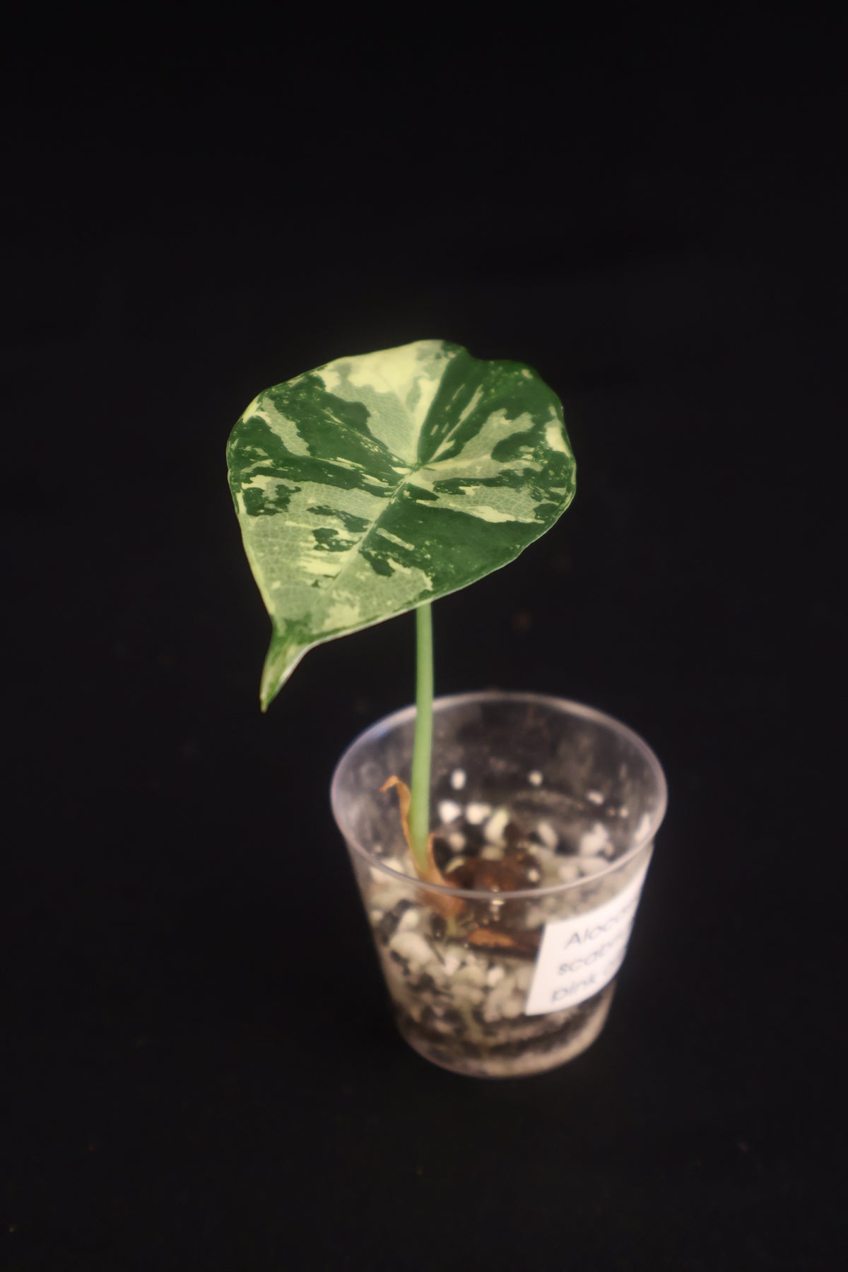 Alocasia scabriuscula Pink Albo - A