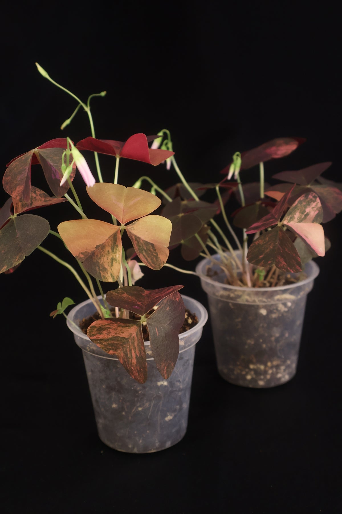 Oxalis triangularis variegated - Grower's Choice