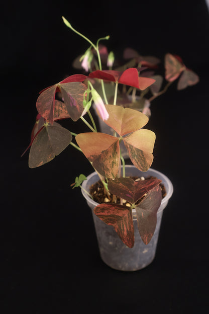 Oxalis triangularis variegated - Grower's Choice