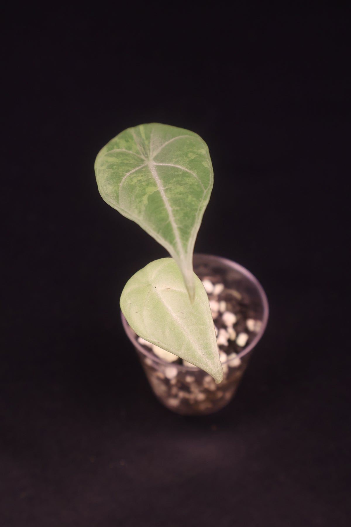 Alocasia Maharani Gold - A