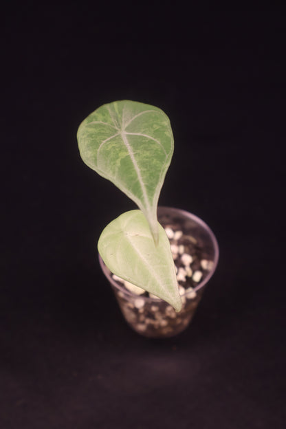 Alocasia Maharani Gold - A