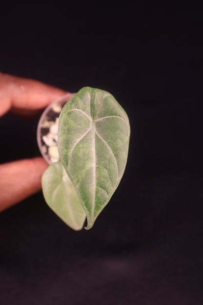 Alocasia Maharani Gold - A