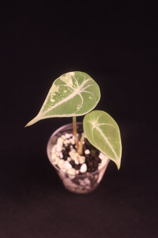 Alocasia Black Velvet Pink Albo - A