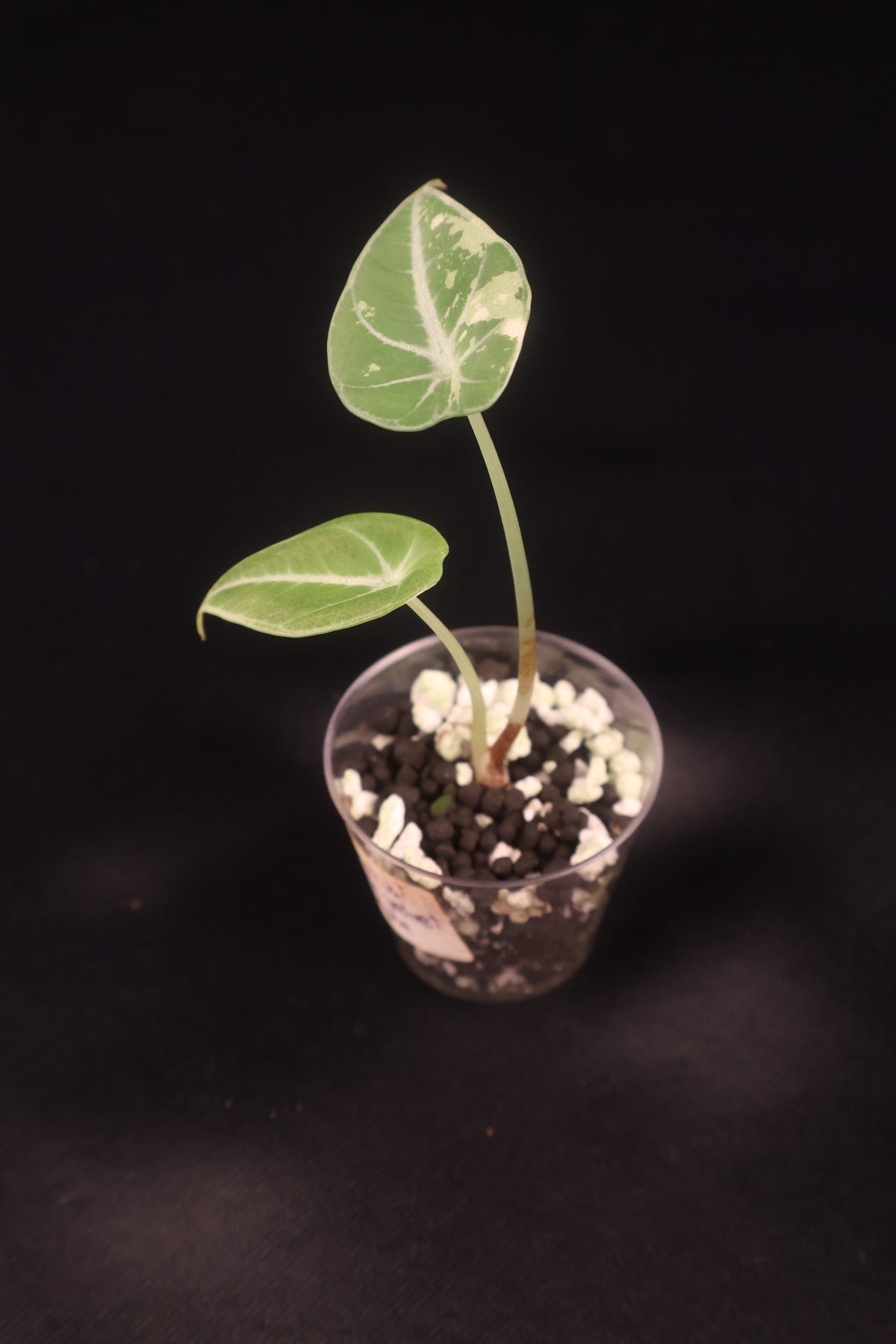 Alocasia Black Velvet Pink Albo - A