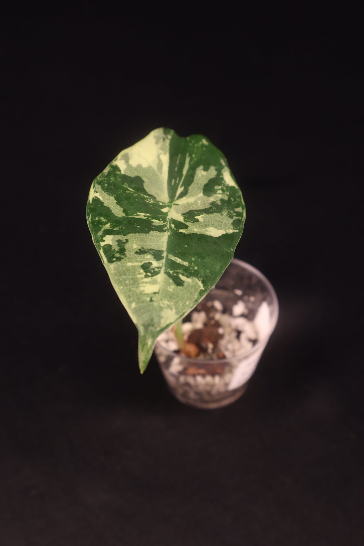 Alocasia scabriuscula Pink Albo - A