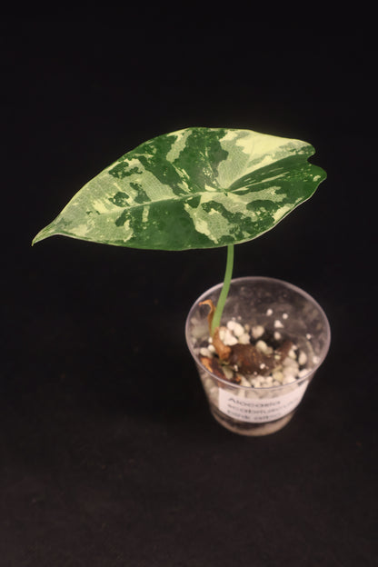 Alocasia scabriuscula Pink Albo - A