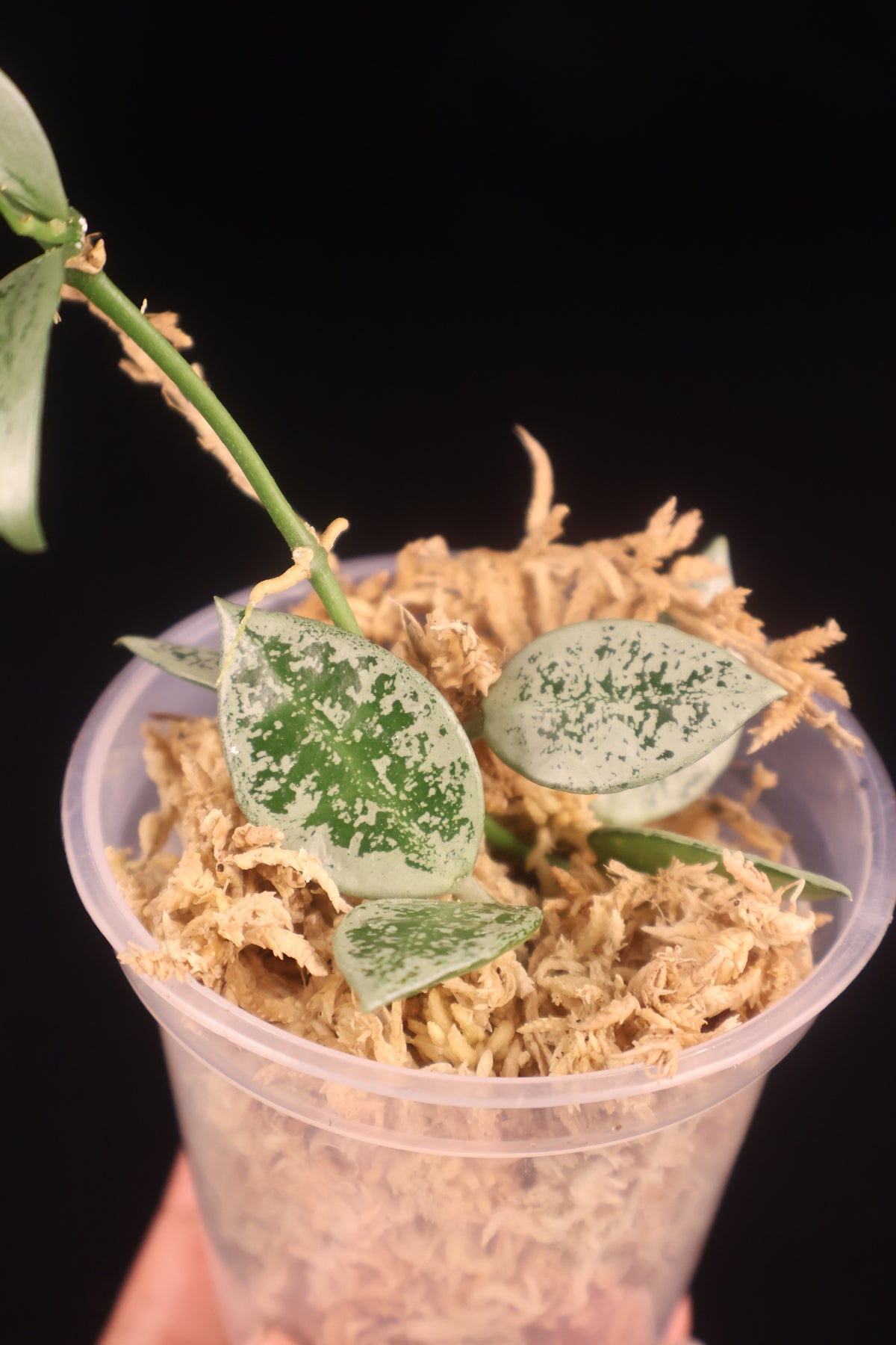 Hoya lacunosa 'Leopard Skin' - A