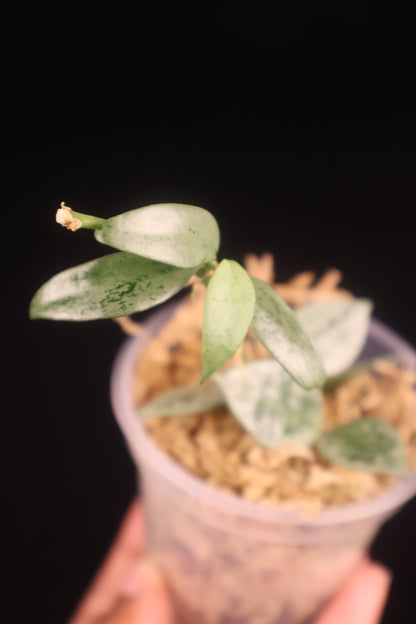 Hoya lacunosa 'Leopard Skin' - A