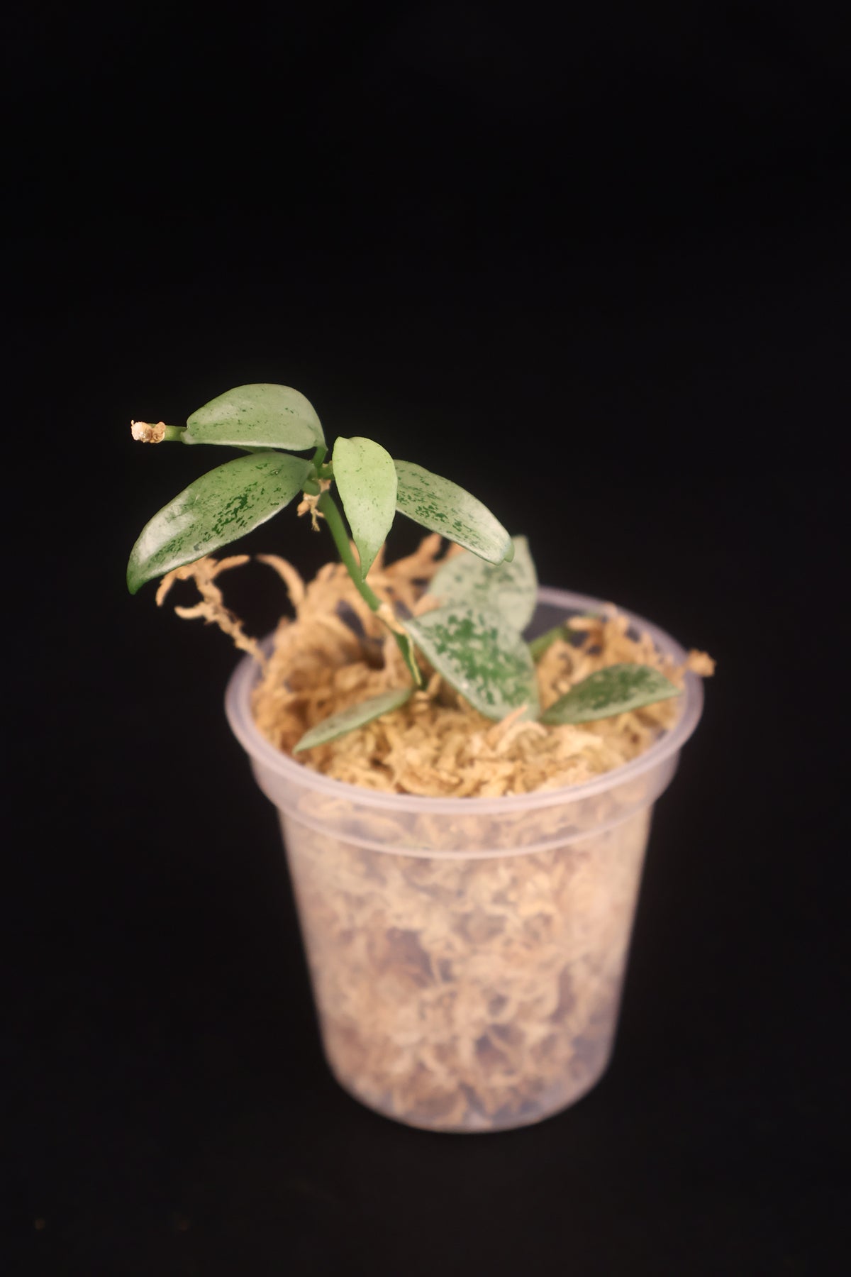 Hoya lacunosa 'Leopard Skin' - A