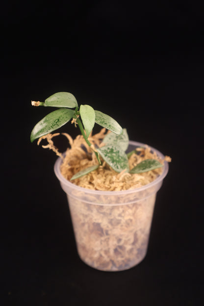 Hoya lacunosa 'Leopard Skin' - A