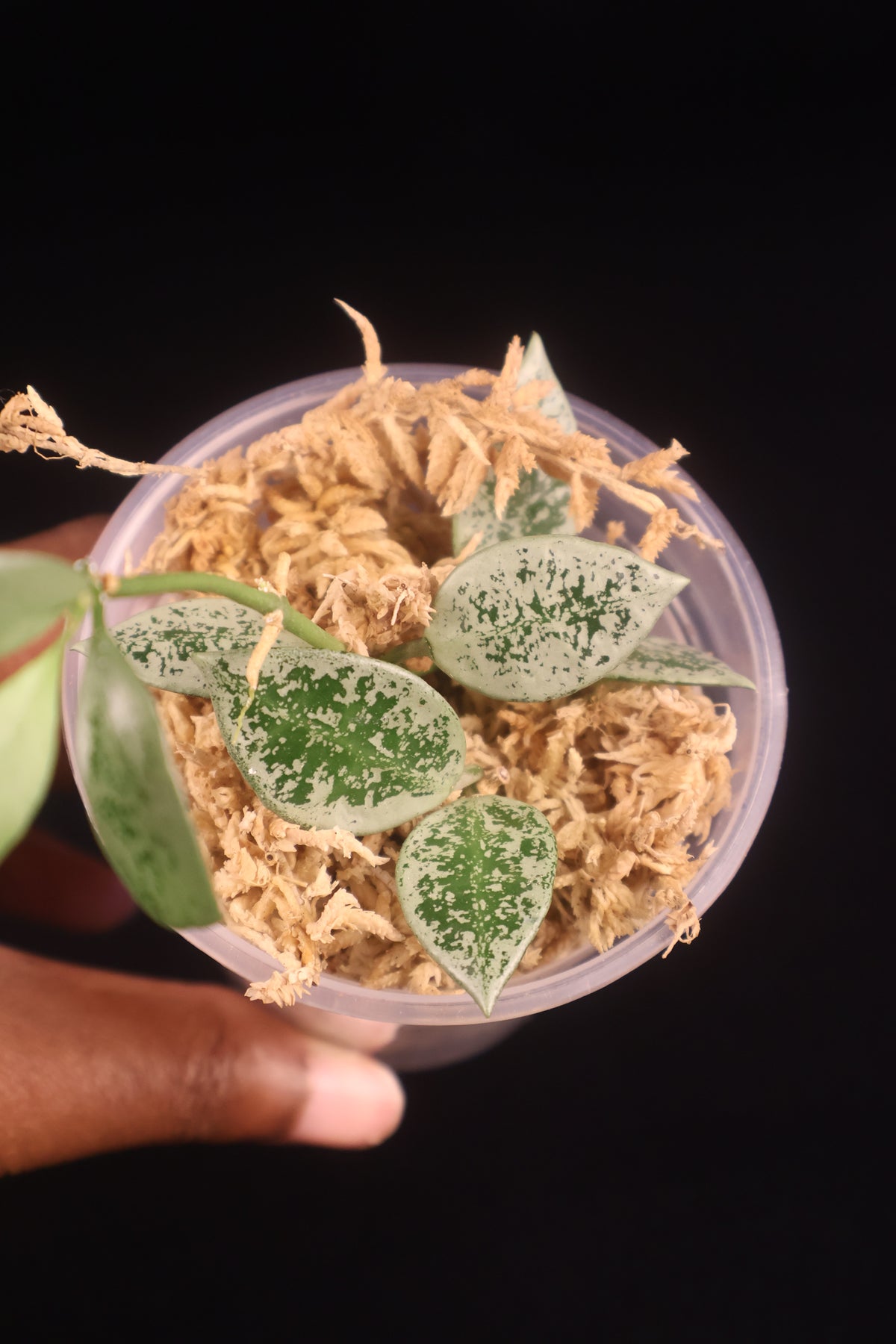 Hoya lacunosa 'Leopard Skin' - A