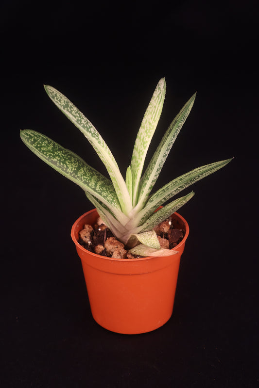 Gasteria NOID (Ox Tongue Plant) - A