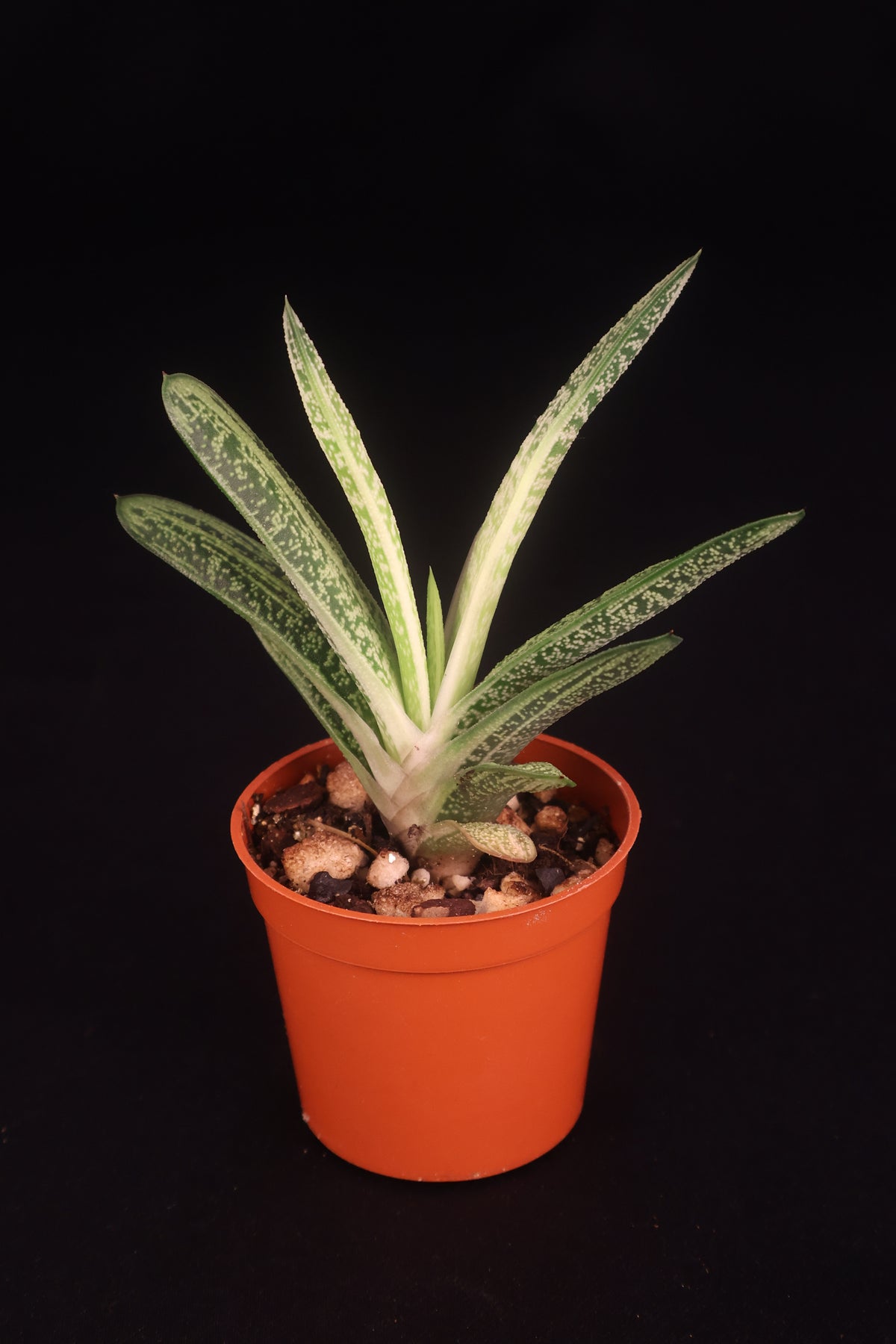 Gasteria NOID (Ox Tongue Plant) - A