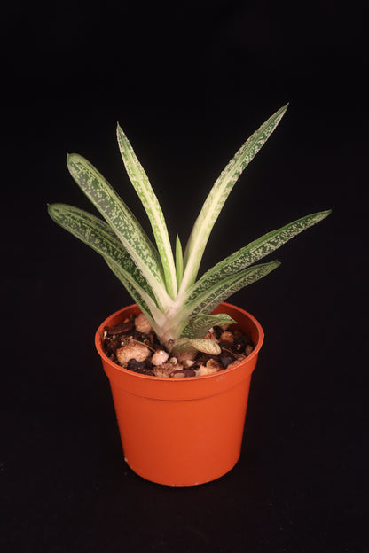 Gasteria NOID (Ox Tongue Plant) - A