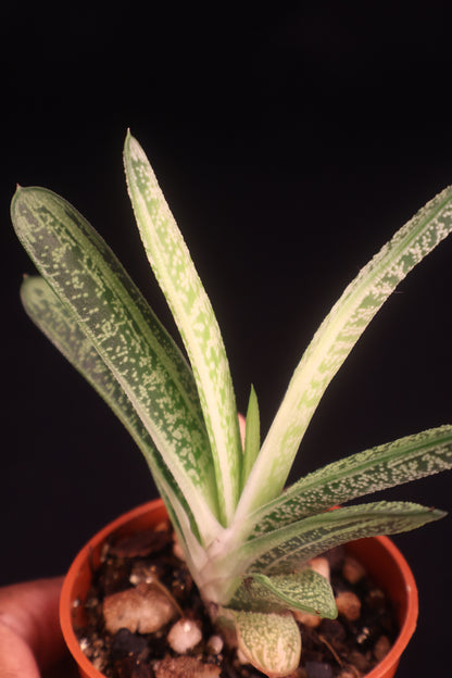 Gasteria NOID (Ox Tongue Plant) - A