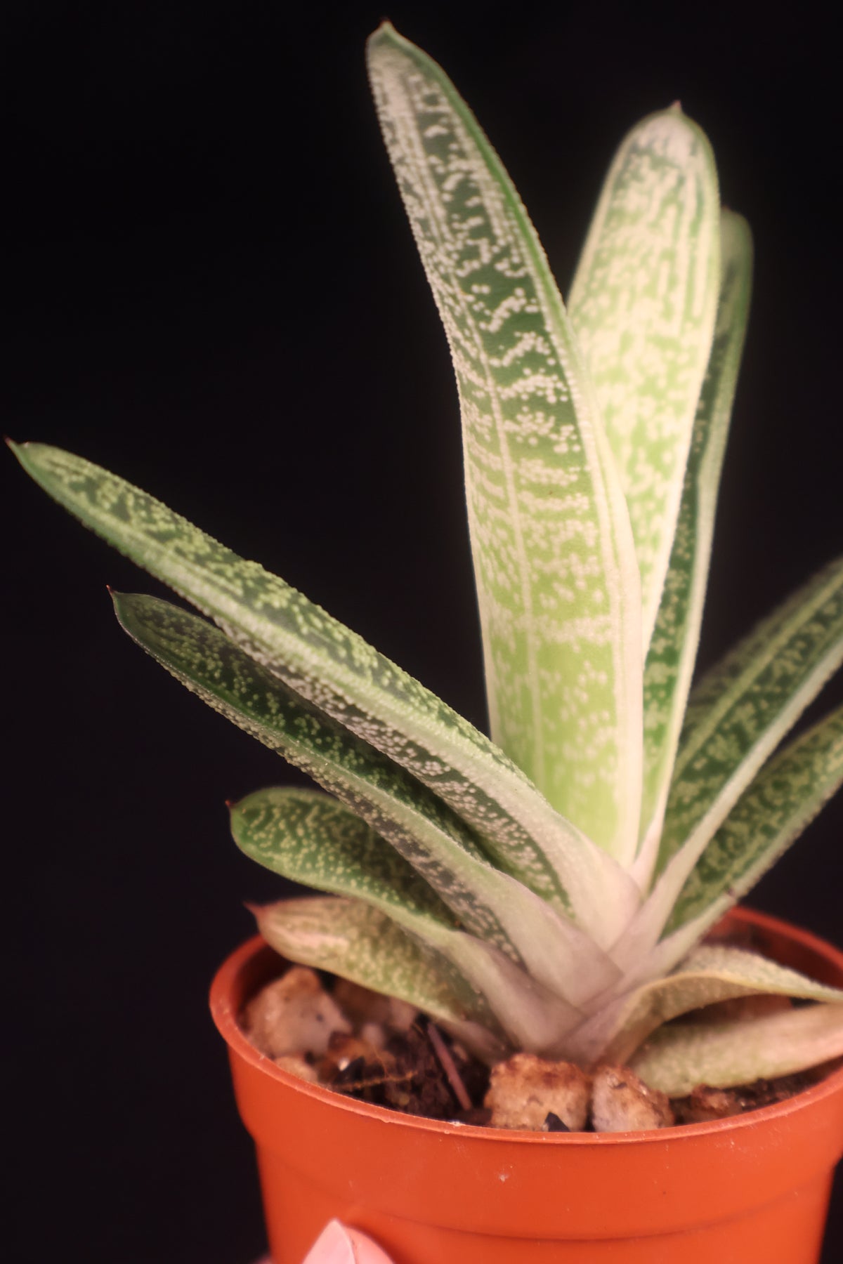 Gasteria NOID (Ox Tongue Plant) - A