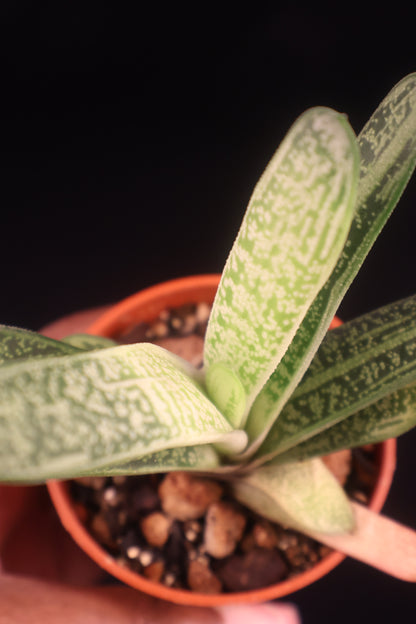 Gasteria NOID (Ox Tongue Plant) - A
