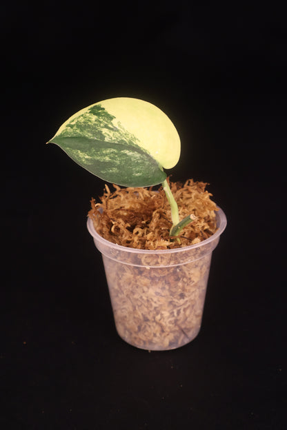 Scindapsus Jade Satin Variegated - B