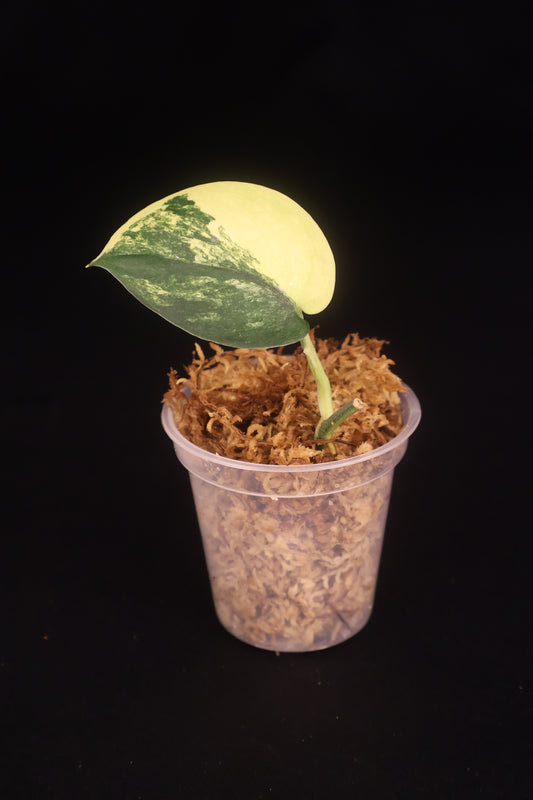Scindapsus Jade Satin Variegated - B