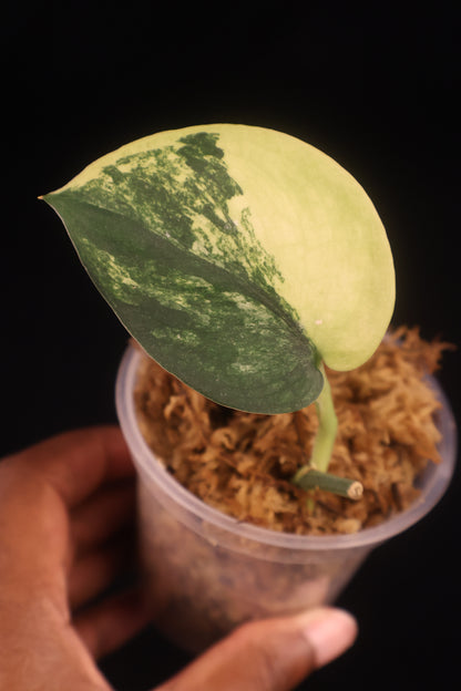 Scindapsus Jade Satin Variegated - B