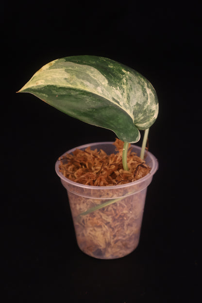 Scindapsus Jade Satin Variegated - A