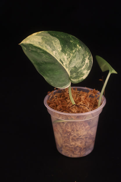 Scindapsus Jade Satin Variegated - A