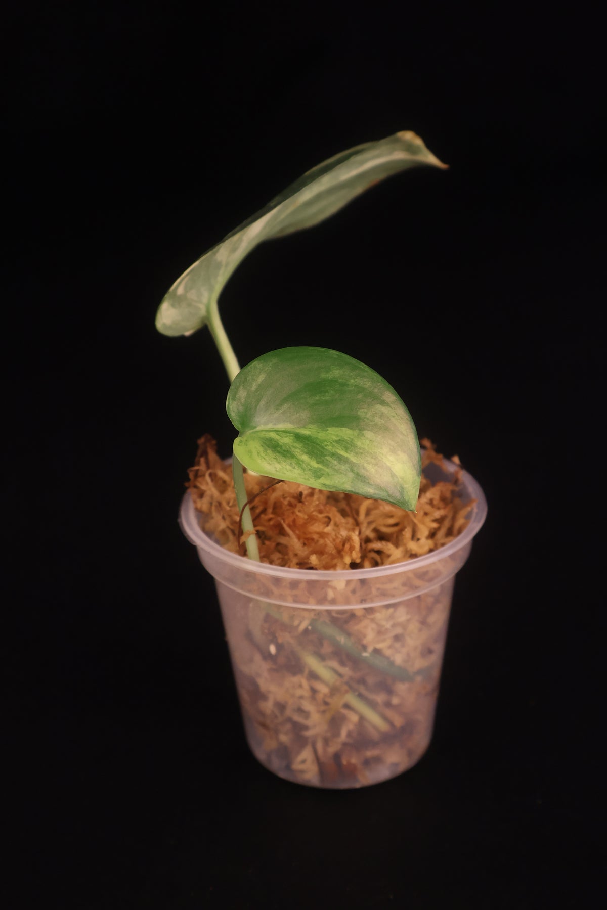 Scindapsus Jade Satin Variegated - A