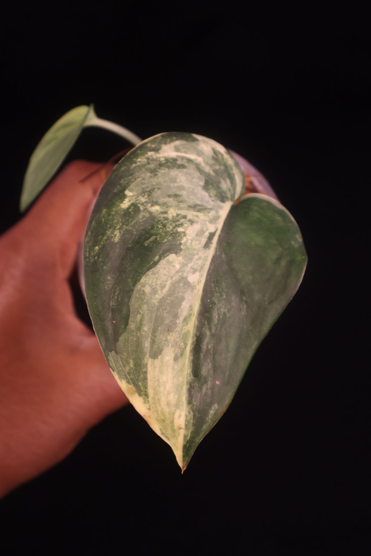 Scindapsus Jade Satin Variegated - A