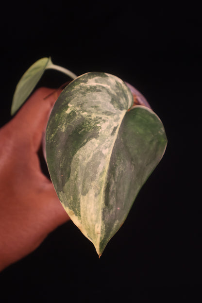 Scindapsus Jade Satin Variegated - A