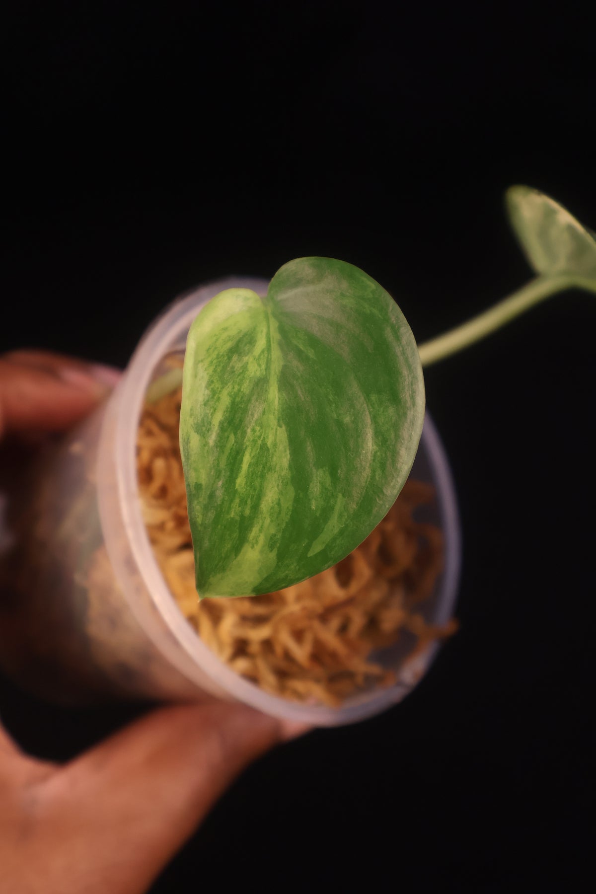 Scindapsus Jade Satin Variegated - A