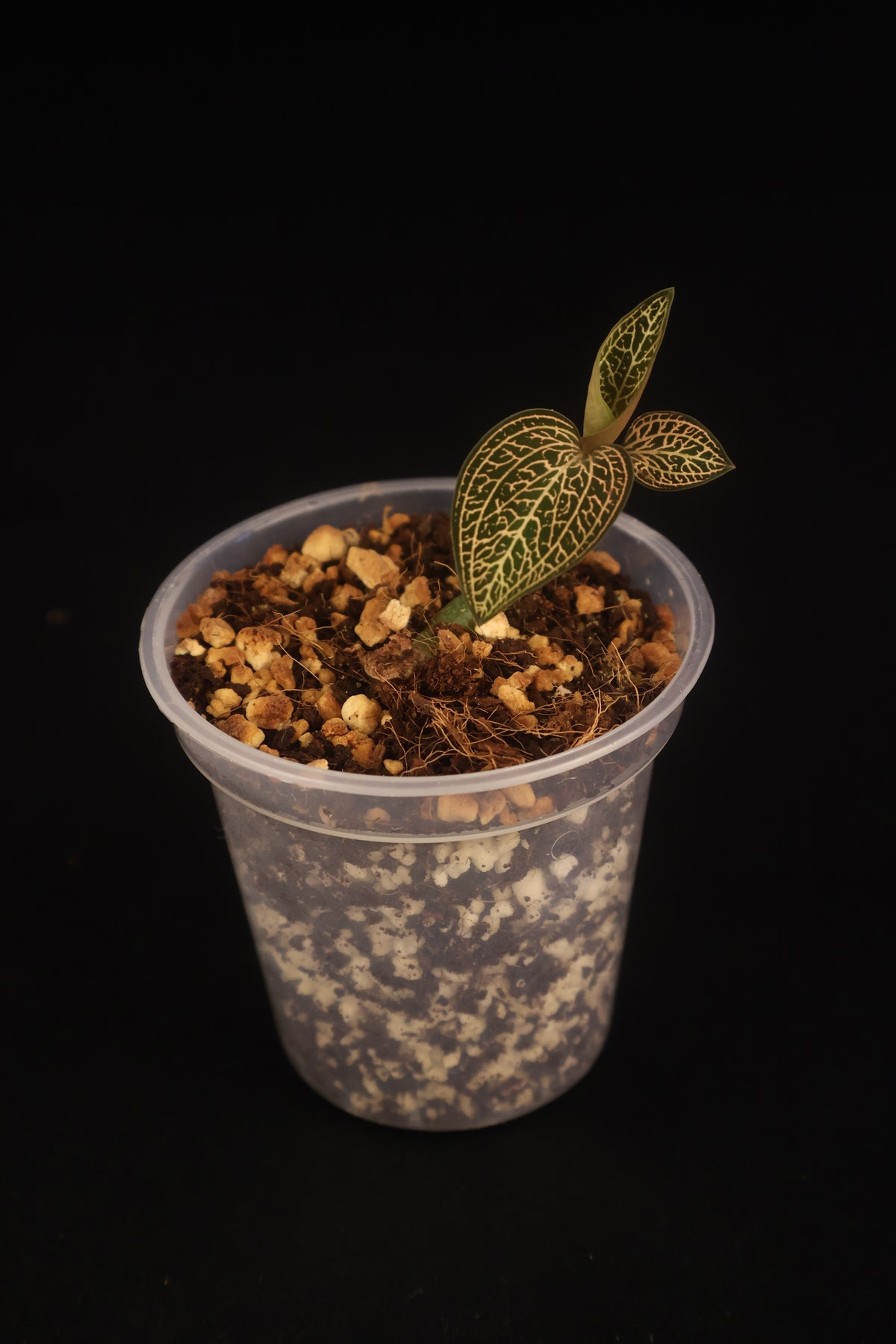 Ludisia discolor 'Dragon Fire' - A