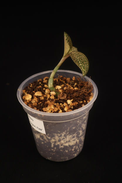 Ludisia discolor 'Dragon Fire' - A