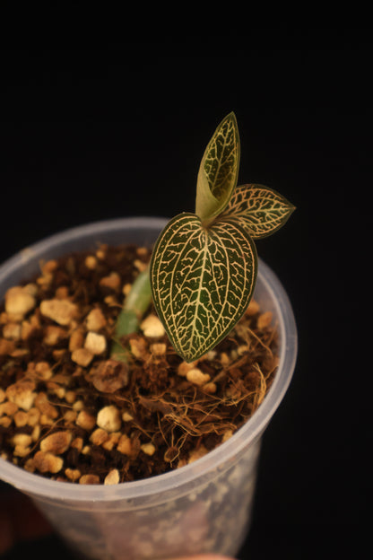 Ludisia discolor 'Dragon Fire' - A