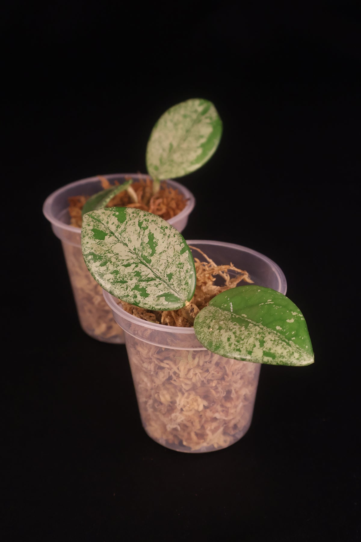 Hoya carnosa 'Wilbur Graves' - Grower's Choice