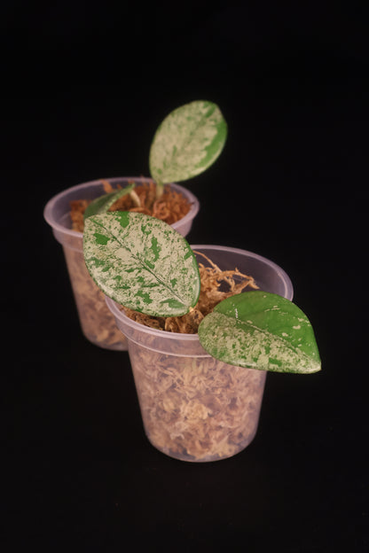 Hoya carnosa 'Wilbur Graves' - Grower's Choice