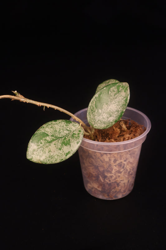 Hoya carnosa 'Wilbur Graves' - A