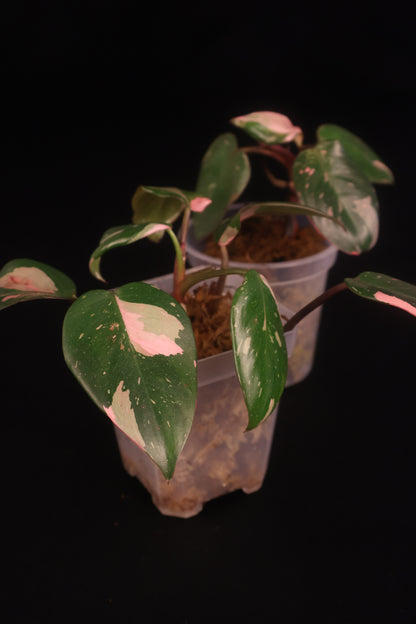 Philodendron Pink Princess Marbled - Grower's Choice