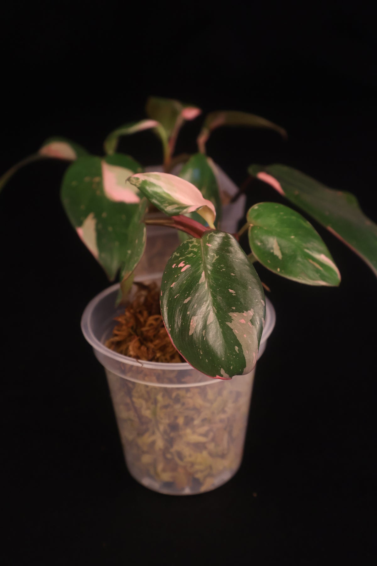 Philodendron Pink Princess Marbled - Grower's Choice