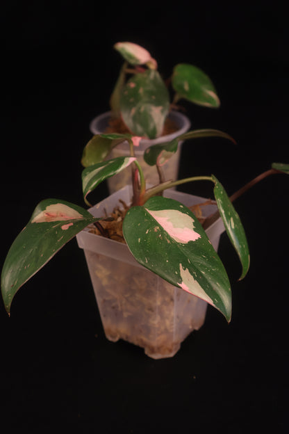 Philodendron Pink Princess Marbled - Grower's Choice