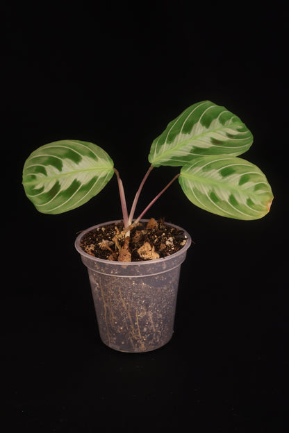 Maranta leuconeura 'Massangeana' (Black Maranta) - A