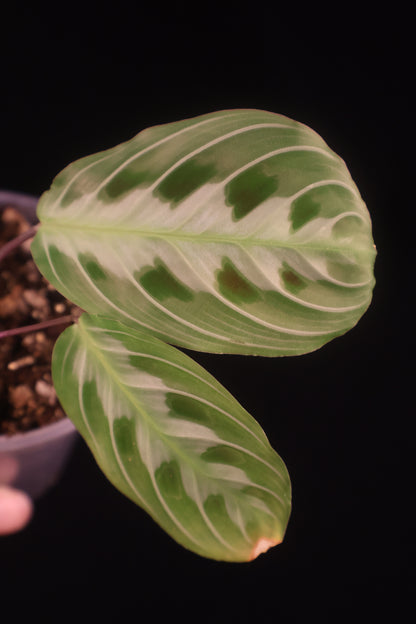 Maranta leuconeura 'Massangeana' (Black Maranta) - A