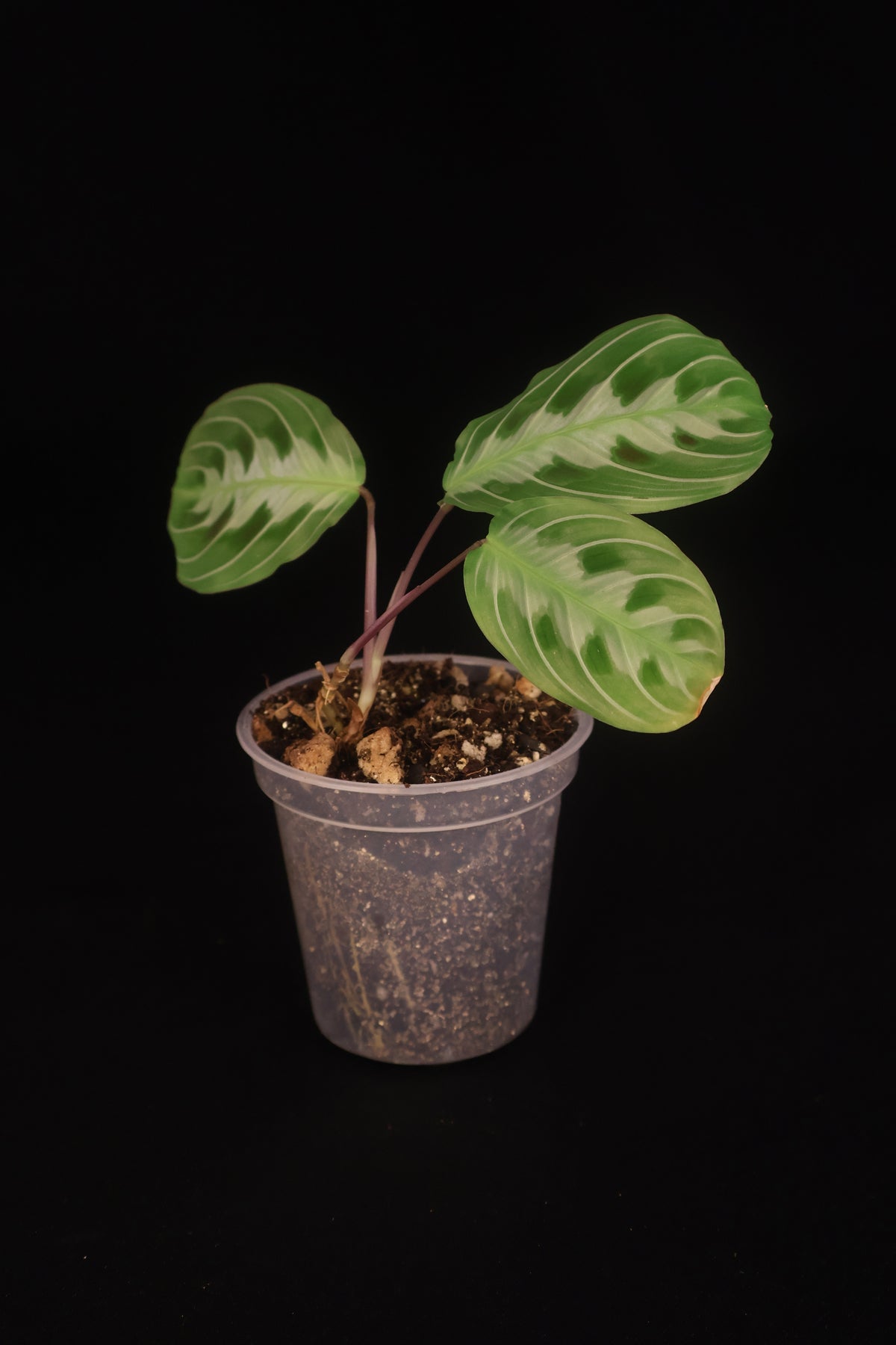 Maranta leuconeura 'Massangeana' (Black Maranta) - A