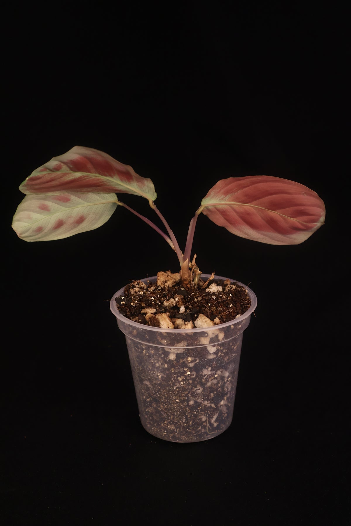 Maranta leuconeura 'Massangeana' (Black Maranta) - A