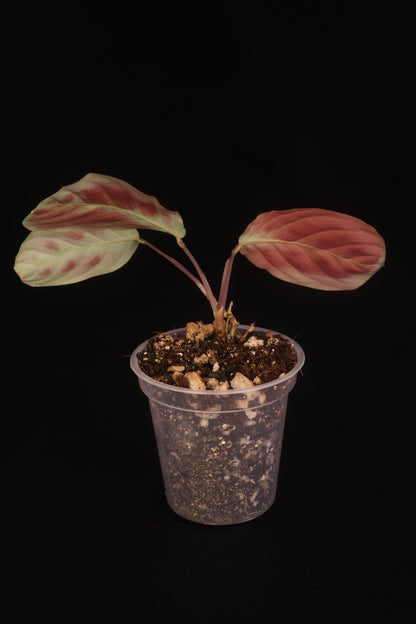 Maranta leuconeura 'Massangeana' (Black Maranta) - A