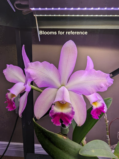 Rhyncholaeliocattleya 'Mira' (m02-A)