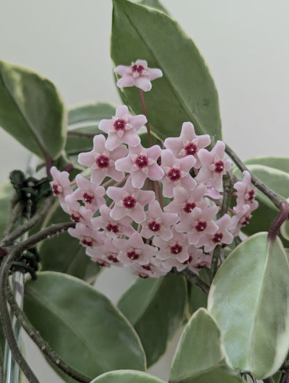 Hoya carnosa 'Krimson Queen' - A