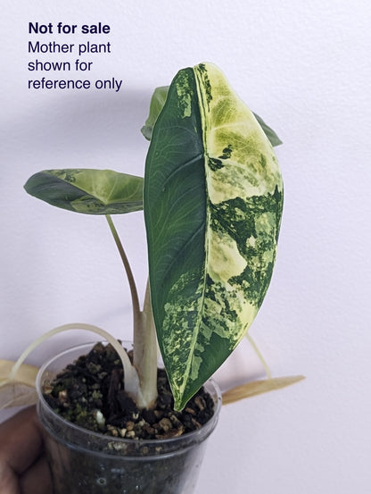 Alocasia venusta aurea variegated *CORM* (m02-B)