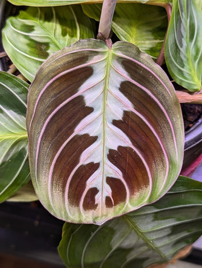 Maranta leuconeura 'Massangeana' (Black Maranta) - A